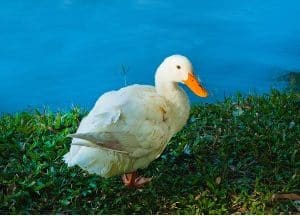 Duck